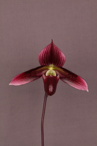 Paph Macabre Mem Bernice Goss